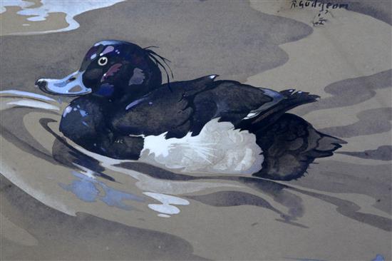 Ralston Gudgeon (1910-1984) Tufted duck, 10 x 15in.
